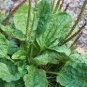Organic Broadleaf Plantain  Plantago Major Non-Hybrid 200 Seeds