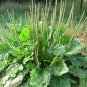 Organic Broadleaf Plantain Plantago Major Non-Hybrid 200 Seeds