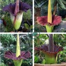 Rainbow Corpse Flower,The Titan Arum 100 Seeds