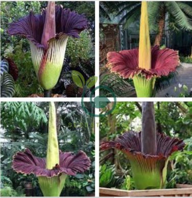 Rainbow Corpse Flower,The Titan Arum 100 Seeds