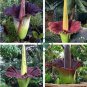 Rainbow Corpse Flower,The Titan Arum 100 Seeds