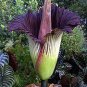 Rainbow Corpse Flower,The Titan Arum 100 Seeds