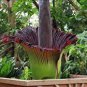 Rainbow Corpse Flower,The Titan Arum 100 Seeds