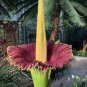 Rainbow Corpse Flower,The Titan Arum 100 Seeds