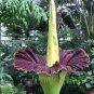 Rainbow Corpse Flower,The Titan Arum 100 Seeds
