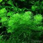 Limnophila Sessiliflora Moss Aquatic Plant Family Easy Plant 1000 Seeds