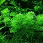 Limnophila Sessiliflora Moss Aquatic Plant Family Easy Plant 1000 Seeds