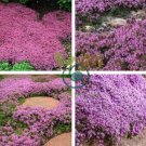 Pink Creeping Thyme Flowers 240 Seeds