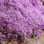 Pink Creeping Thyme Flowers 240 Seeds
