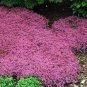 Pink Creeping Thyme Flowers 240 Seeds