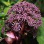 Angelica 100 Seeds