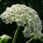 Angelica 100 Seeds