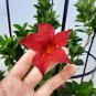 Dipladenia Sanderi Flower 60 Seeds
