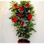 Dipladenia Sanderi Flower 60 Seeds