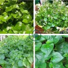 rau cang cua-peperomia pellucida Plant 200 Seeds