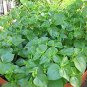 rau cang cua-peperomia pellucida Plant 200 Seeds