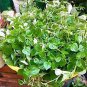 rau cang cua-peperomia pellucida Plant 200 Seeds