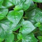 rau cang cua-peperomia pellucida Plant 200 Seeds
