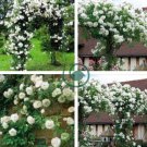White Climbing Rose 200 Seeds