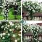 White Climbing Rose 200 Seeds