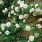 White Climbing Rose 200 Seeds