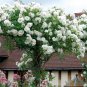 White Climbing Rose 200 Seeds