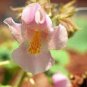Proboscidea Louisianica 6 Seeds