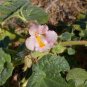 Proboscidea Louisianica 6 Seeds