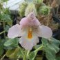 Proboscidea Louisianica 6 Seeds