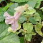 Proboscidea Louisianica 6 Seeds