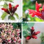 Lipstick Flower 30 Seeds