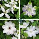 Clematis White Climbing Flowers 200  Seeds
