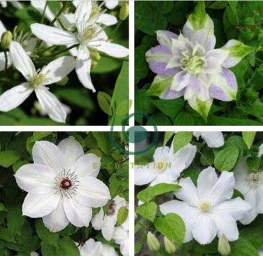Clematis White Climbing Flowers 200  Seeds