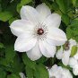 Clematis White Climbing Flowers 200 Seeds