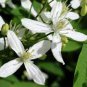 Clematis White Climbing Flowers 200 Seeds