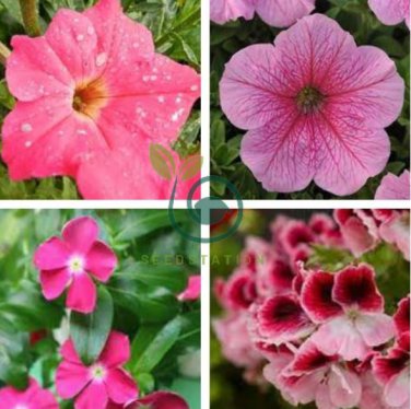 Petunia Big Flower Pink Flowers with White Spots 400 Seeds