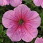 Petunia Big Flower Pink Flowers with White Spots 400 Seeds
