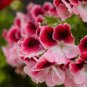 Petunia Big Flower Pink Flowers with White Spots 400 Seeds