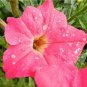 Petunia Big Flower Pink Flowers with White Spots 400 Seeds