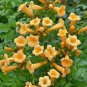Campsis Radicans Yellow Flowers Climbing Vine 20 Seeds