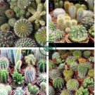 Mini Cactus Suculent 1000 Seeds
