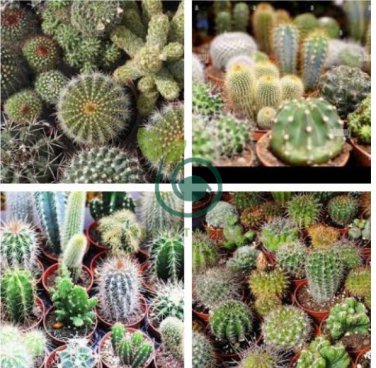 Mini Cactus Suculent 1000 Seeds