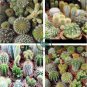 Mini Cactus Suculent 1000 Seeds