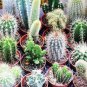 Mini Cactus Suculent 1000 Seeds