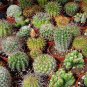 Mini Cactus Suculent 1000 Seeds