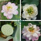 Heirloom Fragrant White Wrinkled Nelumbo Nucifera Lotus 2 Seeds