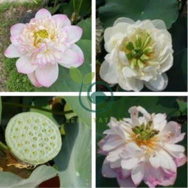 Heirloom Fragrant White Wrinkled Nelumbo Nucifera Lotus 2 Seeds