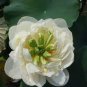 Heirloom Fragrant White Wrinkled Nelumbo Nucifera Lotus 2 Seeds