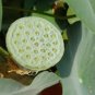 Heirloom Fragrant White Wrinkled Nelumbo Nucifera Lotus 2 Seeds