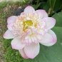 Heirloom Fragrant White Wrinkled Nelumbo Nucifera Lotus 2 Seeds